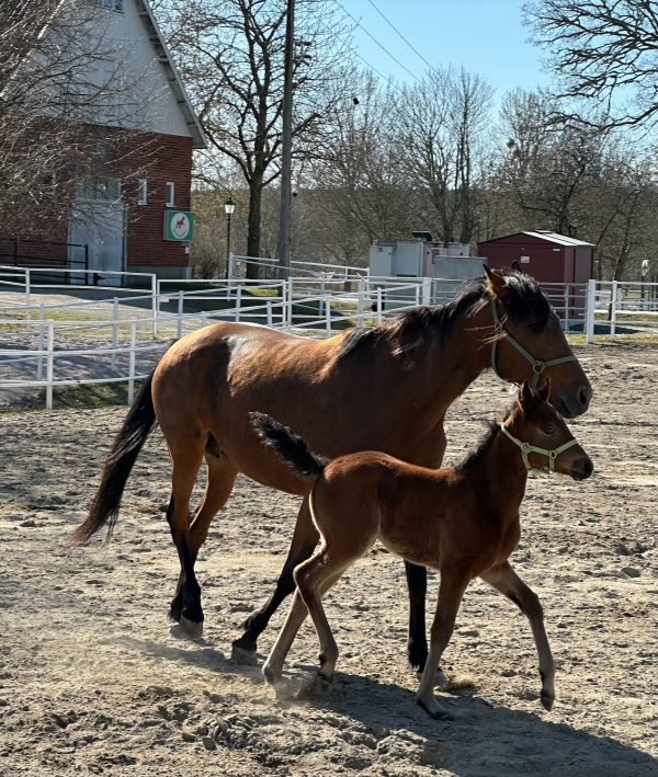 Studiebesök på Menhammar