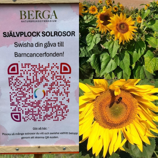 Självplock av solrosor