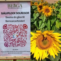 Självplock av solrosor