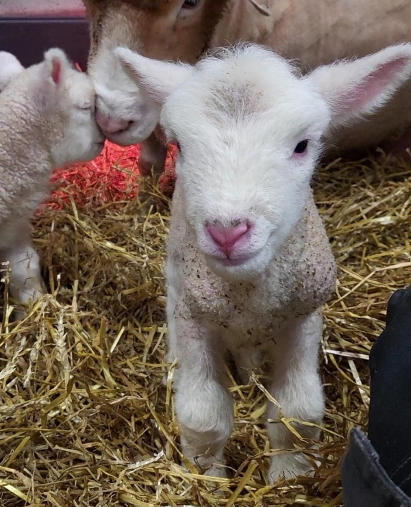 Vi välkomnar all våra lamm