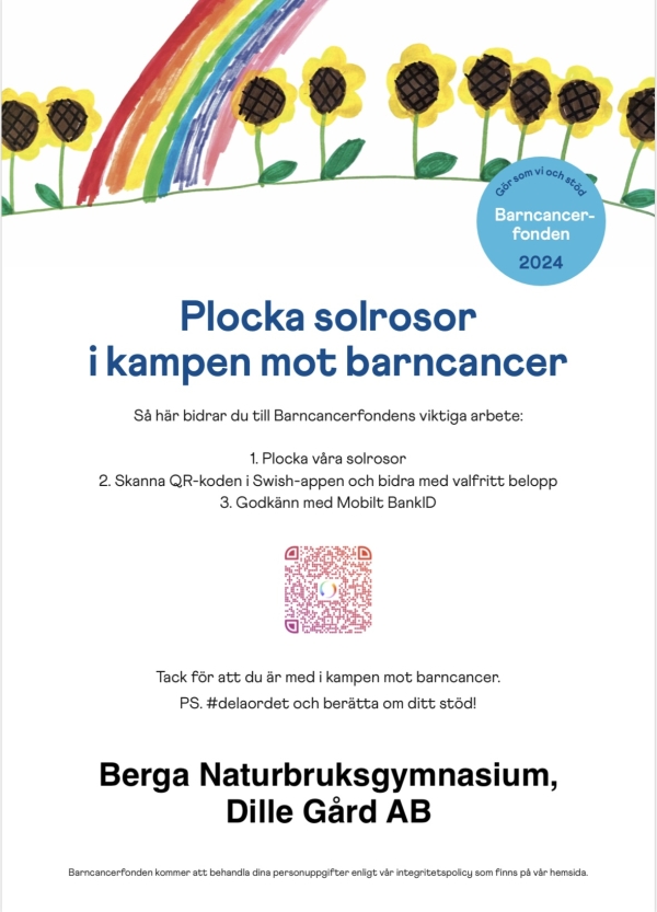 Plocka solrosor i kamp mot barncancer