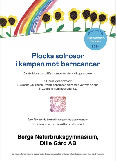 Plocka solrosor i kamp mot barncancer