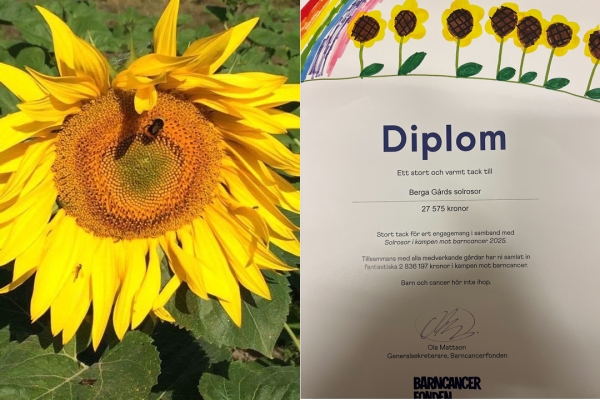 27 575 kr till Barncancerfonden!