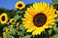 Plocka solrosor!