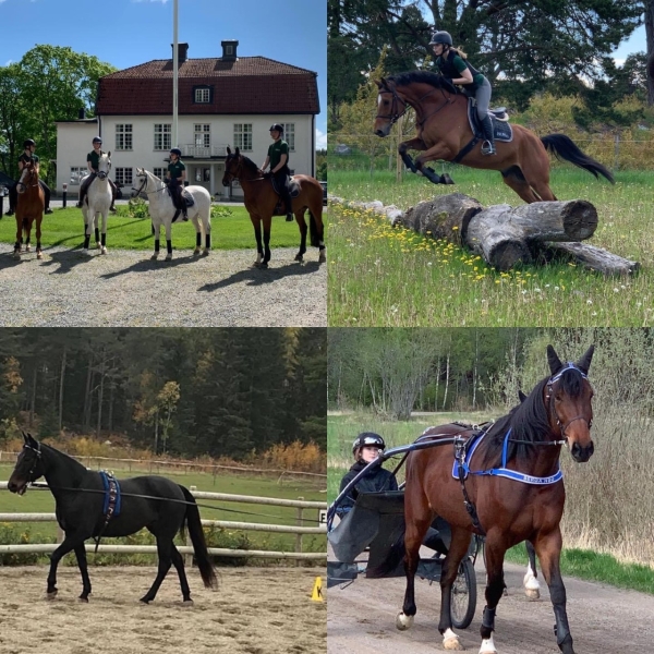 Välkommen till Berga på Rid- eller Travläger 16-18 juni 🙂